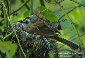 Yellow-vented Bulbul – feeding chicks