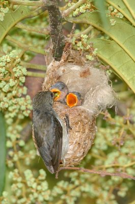 Scarlet-backed Flowerpecker nesting from another occasion...
