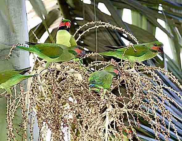 Long-tailed Parakeets feeding on Alexandra Palm fruits (Photo credit: YC Wee)