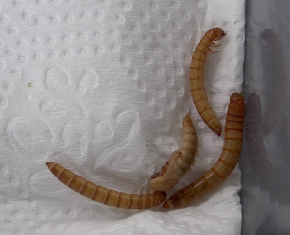 Mealworms about to pupate with a pupa - 5th September 2016