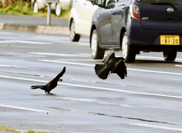 nutcracker crows, courtesy of Osamu Mikami