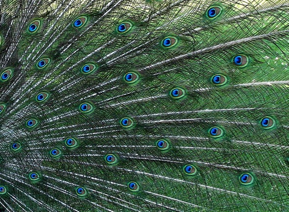 Peafowl feathers showing the many "eyes." - YC Wee