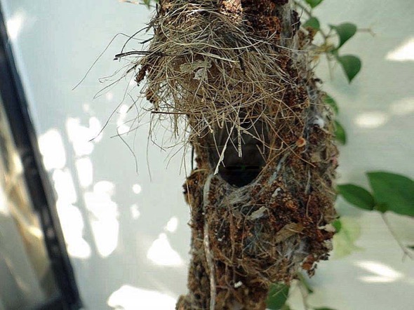 sunbird Nest [HenriettaJansen] 2