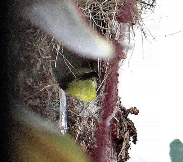 sunbird Nest [HenriettaJansen] 3