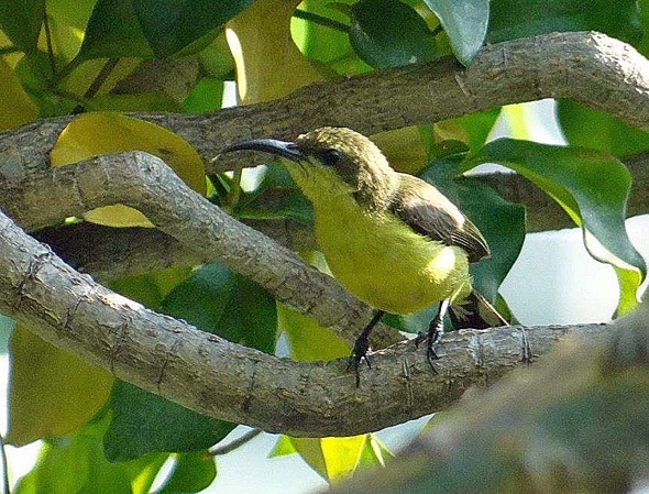 sunbird Nest [HenriettaJansen] 5
