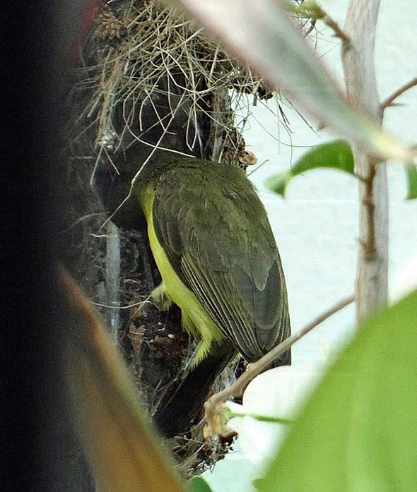 sunbird Nest [HenriettaJansen] 8