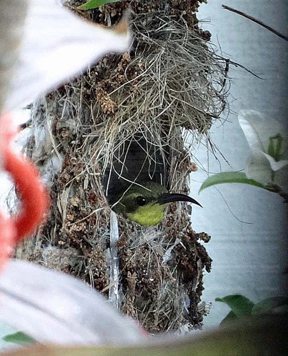sunbird Nest [HenriettaJansen] 9